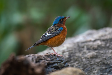 White-throated Rockthrush on rock in the forest.