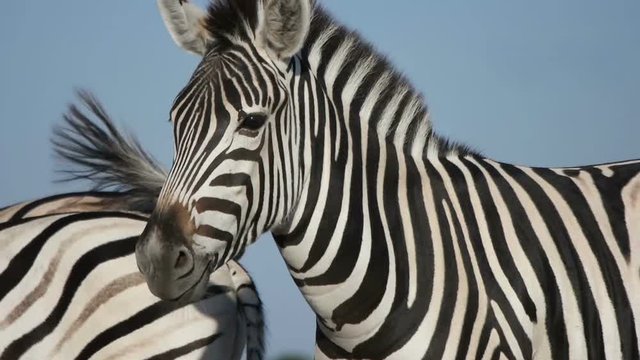 funny cute African zebra on background of blue sky