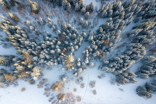 Winter forest with frosty trees, aerial view. Coniferous tree. Russian © Евгений Пушкарев