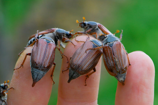 Ansammlung von Maik&auml;fer sitzen auf einer Hand