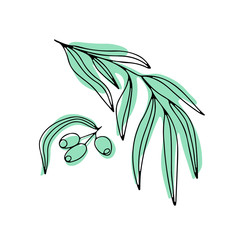 Hand drawn vector color doodle illustration  of willow eucalyptus branch isolated on white background.  Best  for design card, banner, print, wedding, book and textile