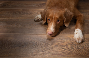 Dog lying on the floor on a brown. Nova Scotia Duck Tolling Retriever indoors