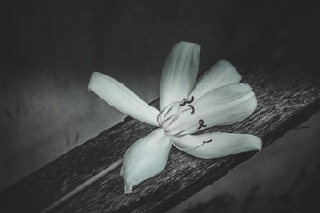 white tropical flower  with black and white filter effect