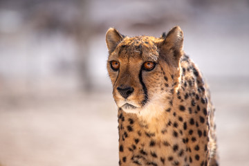 Cheetah old front face