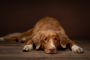 Dog lying on the floor brown. Nova Scotia Duck Tolling Retriever indoors