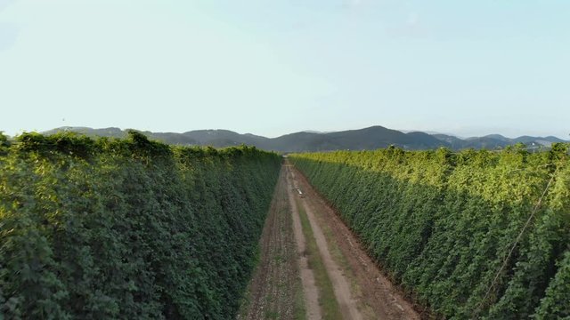 Aerial backwards descending on a road between hop fields at golden hour
