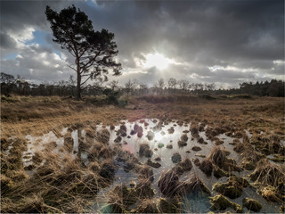 Beautiful heathland landscape with beautiful cloudy skies colorful landscape