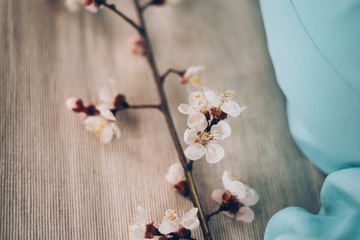 flowering branch of apricot