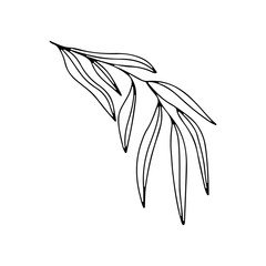 Obraz premium Hand drawn vector doodle illustration of willow eucalyptus branch isolated on white background. Best for design card, banner, print, wedding, book and textile