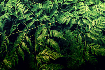 green fern  foliage at sunrise  abstract   spring ,summer  fresh nature wallpaper  background