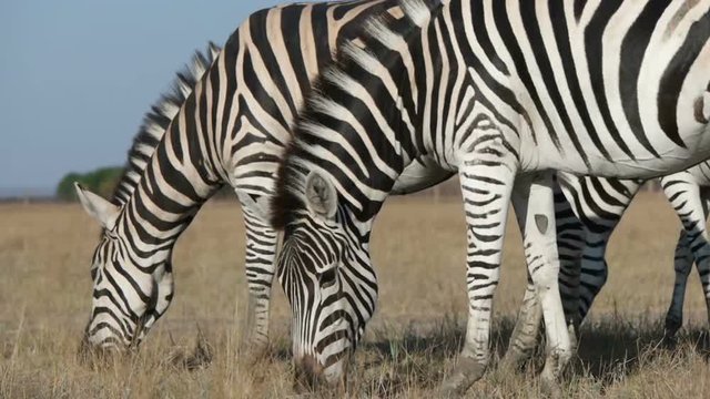 funny cute african zebra grazes