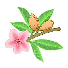 almond branch with leaves, pink flower & nuts in the shell, element of decorative pattern, color vector illustration with contour lines isolated on white background in clip art and hand drawn style