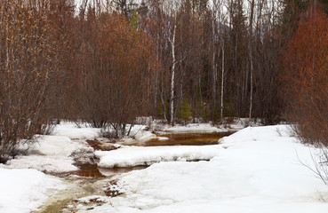 Spring landscape with melting ice on a forest river and flowering willow bushes along the banks