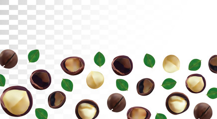 3D realistic macadamia nut isolated on transparent background. Shelled and unshelled Macadamia nuts with green leaf. Organic macadamia. Beautiful illustration.
