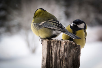 Two Great tits on a fence post in a winter landscape.