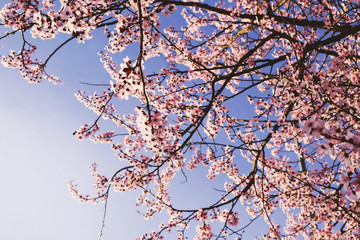 Beautiful fresh pink spring blossoms against blue sky.