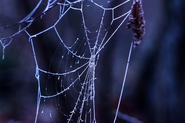 Toile d'araignée gelée