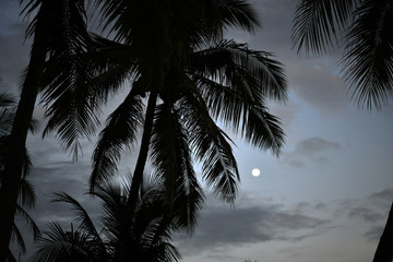 palm trees and a round moon at sunset on a tropical island