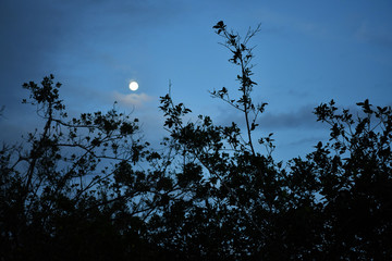 full moon on a background of trees on a dark background
