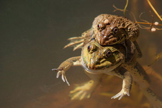 American bullfrogs breeding in a pond.