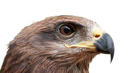 Close-up of Crested serpent eagle face.