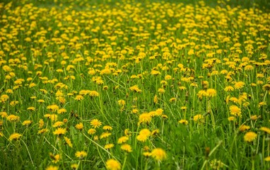 ellow wildflowers grow in a green field