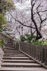Fototapeta premium Sakura cherry blossom full bloom at Asukayama park