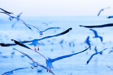Flock of Seagulls flying on the blue sky.