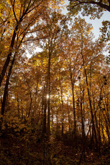 Sun peeking through Autumn leaves on trees in a park