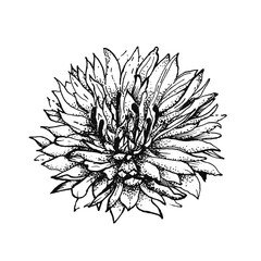 Vector illustration of cornflower, black and white graphic