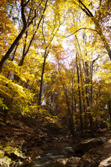 Fototapeta premium Golden Yellow Autumn Leaves on trees in a park