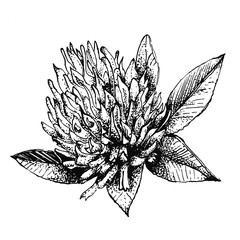 Vector illustration of clover, black and white graphic