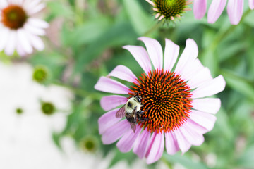 Bumble Bee pollinator on a Coneflower