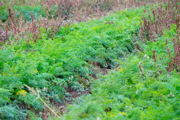Autumn farm field with carrot crop. Organic farming technology. The month before the harvest cease to apply herbicides. The Amaranth weeds and other abound among the rows of culture.