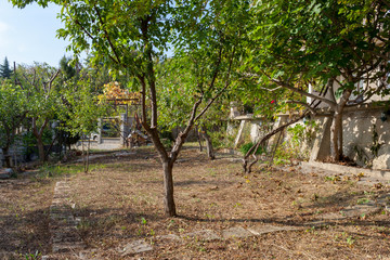 tree in the park