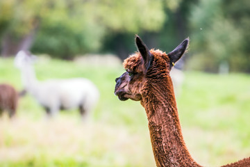 Portrait of a brown llama