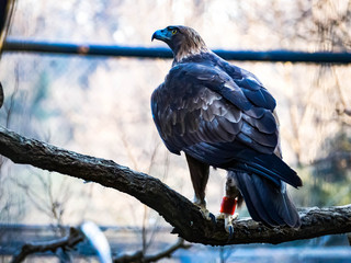 餌を狙うワシタカ