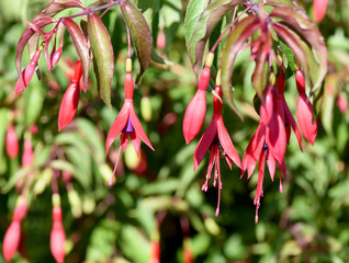 Fuchsie Koenigliche, Fuchsia regia