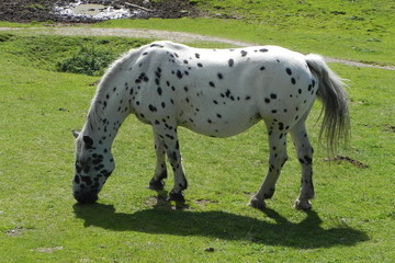 Pferd auf Wiese