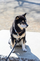 Japanese pedigree breed Black Shiba Inu dog relaxing 
