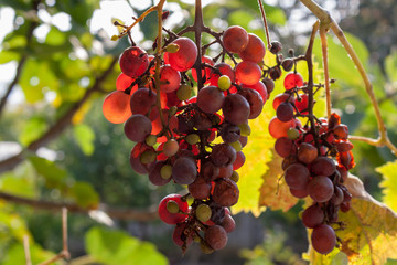 bunch of grapes on vine