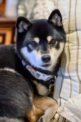Japanese pedigree breed Black Shiba Inu dog relaxing 