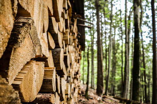 Réserve de bois dans la forêt