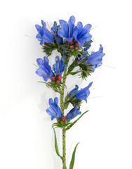 Obraz premium Natternkopf, Echium, vulgare