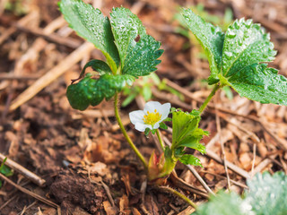 Strawberry plant with green leaves with dew water drops and white yellow flower with brown background.