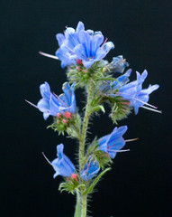 Natternkopf, Echium, vulgare