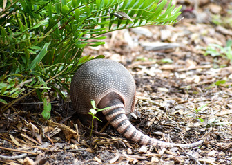 Wild Armored Armadillo Foraging for Food in Its Natural Habitat Preserve