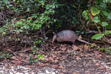 Wild Armored Armadillo Foraging for Food in Its Natural Habitat Preserve