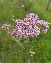 Schafgarbe, Achillea, millefolium