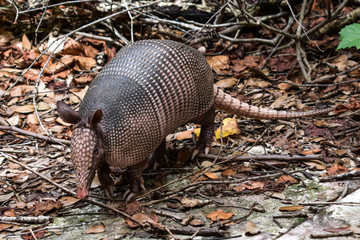 Wild Armored Armadillo Foraging for Food in Its Natural Habitat Preserve